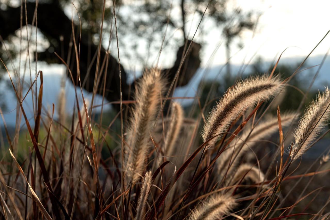 The Olive Yard Aparthotel Γύθειο Εξωτερικό φωτογραφία